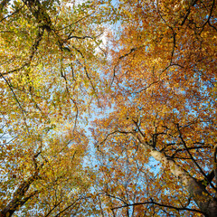 Poster - orange and yellow leaves of beech trees and blue sky in the fall