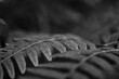 close up of a fern in black and white