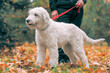 white dog of the South Russian Shepherd breed on a walk with its wner in the park in autumn