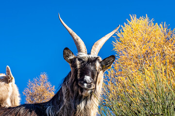 Canvas Print - Close-up of a goat in the italian alps