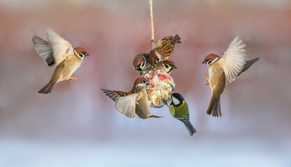 Wall Mural - many birds sparrows and tits fly and sit on a feeder with nuts and seeds