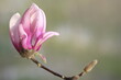 A pink magnolia flower illuminated by the sun.