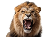 Portrait Of A Roaring Lion - Isolated, No Background