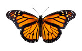 Fototapeta Miasto - Monarch Butterfly Insect isolated on a transparent background.