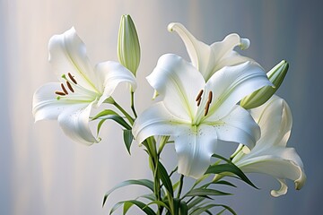 Wall Mural - Beautiful white lillies on light background.