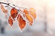 Frozen branch with leaves at winter day.