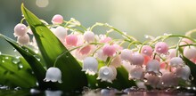 Pink And Green Lily Of The Valley Hd Wallpaper