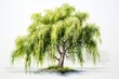 Watercolor and pencil drawing of willow tree.