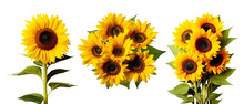 Set Of Sunflower Flowers: A Summer Symphony Of Yellow Blossoms, Isolated On Transparent Background, PNG