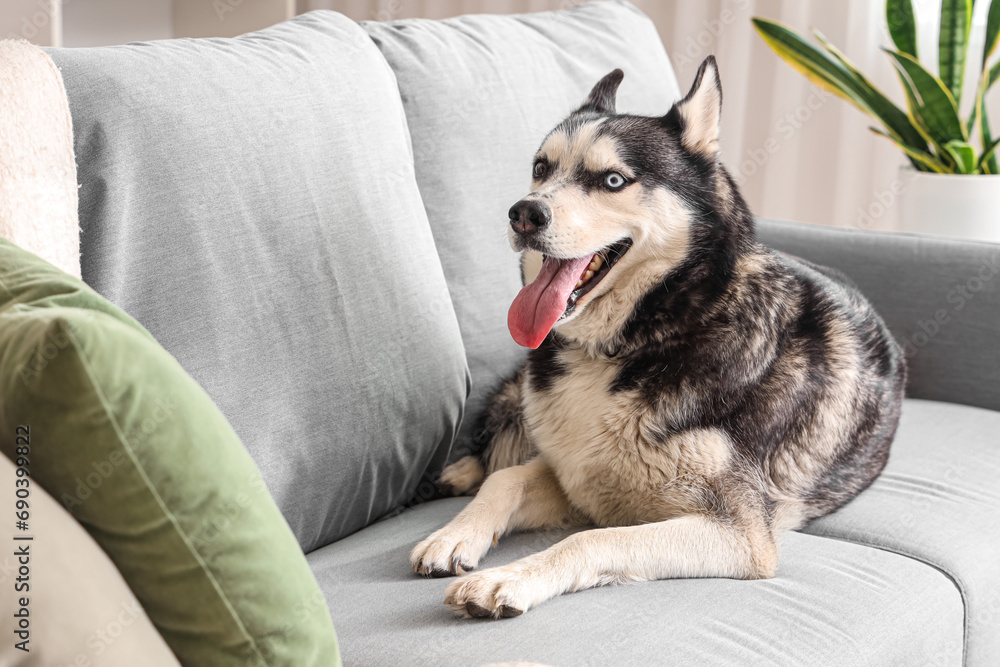 Cute Husky dog lying on sofa in living room