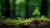 small tree as the focus, isolated from other trees in the forest, photograph, high quality, copy space, 16:9