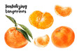 Watercolor illustration of tangerines close up. Design template for packaging, menu, postcards.  PNG