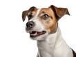 © Vig - Jack Russel Dog Studio Shot Isolated on Clear Background, Generative AI