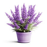 Fototapeta Lawenda - Lavender plant with flowers in a pot isolated on transparent background. Generative AI