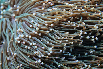 Sticker - anemone actinia texture underwater reef sea coral