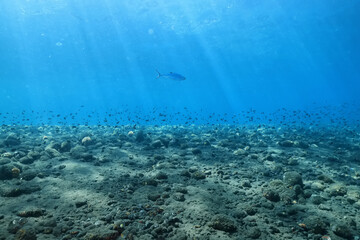 Wall Mural - seascape panorama underwater flock of fish in the water