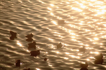 Sticker - on a sunny river