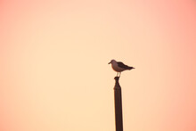 A Seagull On A Pole