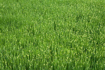 Canvas Print - a field of barley in April