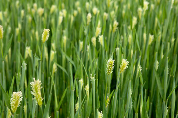 Canvas Print - a field of barley in April