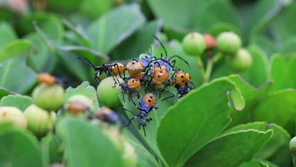 Wall Mural - Stink bug on wild plants, North China