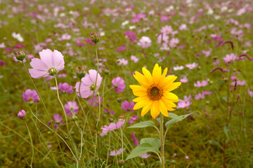 Canvas Print - Sunflower in Cosmos