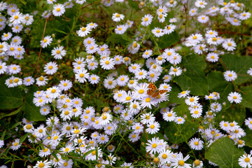 Wall Mural - Wild chrysanthemums and a butterfly