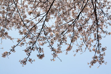 Poster - cherry blossom on a branch