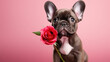 © Favebrush - Cute french bulldog puppy with flower, funny dog with red rose, closeup photo with copy space on pink background for Saint Valentine's day, studio photo for card, banner or invitation