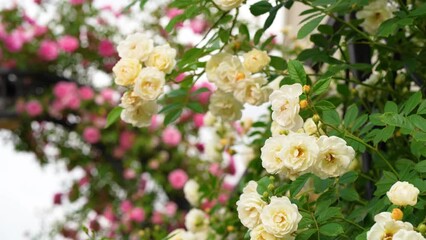 Wall Mural - Blooming white and pink roses bush in morning garden. Fresh white flowers blossom in green leaves. natural white roses buds swaying in spring wind in sun light. beautiful fragrant backdrop