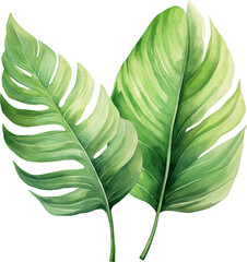 Wall Mural - Decorative plant leaves isolated on transparent background