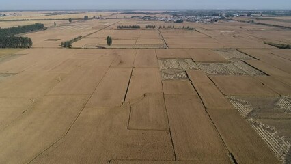 Poster - Mature paddy scenery, North China