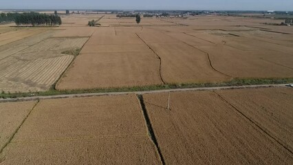 Poster - Mature paddy scenery, North China