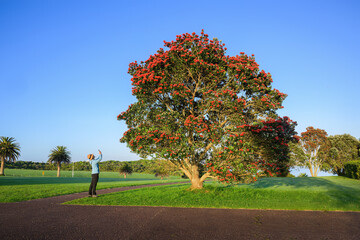 Woman taking photos using a smartphone of blooming Pohutukawa trees, New Zealand Christmas Tree. Auckland.