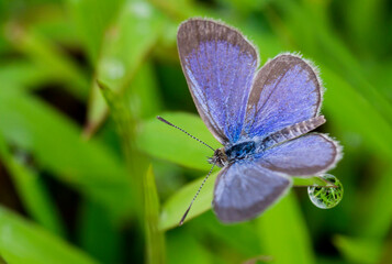 Wall Mural - butterfly on a flower