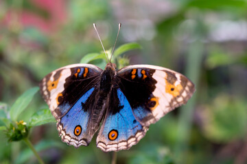 Wall Mural - butterfly on a flower