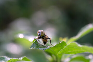 Poster - fly on a leaf