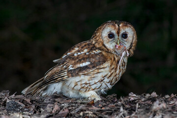 Wall Mural - A tawny owl, Strix aluco, taken at night. It is staring at the camera and has a half eaten prey in its beak. A dark background with space for text.