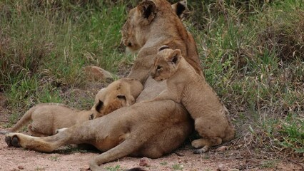 Wall Mural - three tiny lion cubs sucking