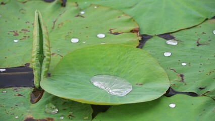 Poster - Green lotus leaves in the pond