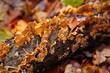 Yellow brown orange colored crust fungus (Stereum hirsutum) and moss growing on a dead tree branch. Wild mushroom found in December in the Heidehaus forest in Hanover, Lower Saxony, Germany.