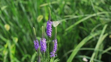 Poster - Butterflies inhabit European verbena flowers