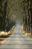 Fototapeta  - Droga w szpanerze drzew, pomnik przyrodniczy.