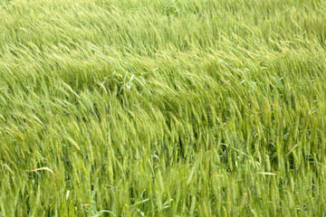 Sticker - view of the barley field in spring