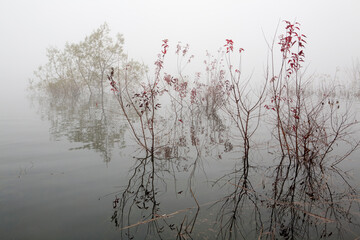 Poster - trees on a lake