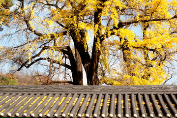 Sticker - a ginkgo tree in autumn