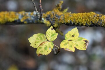 Poster - birch buds in spring