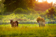 A farmer and cows in rural Thailand. Thai farmers cut grass and carry it on their backs to feed their cattle in the field.