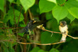 Close-up of the juvenile barn swallow (Hirundo rustica) while feeding
