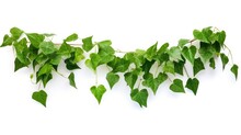 Plant Vine Green Ivy Leaves Tropic Hanging, Climbing Isolated On White Background. Clipping Path